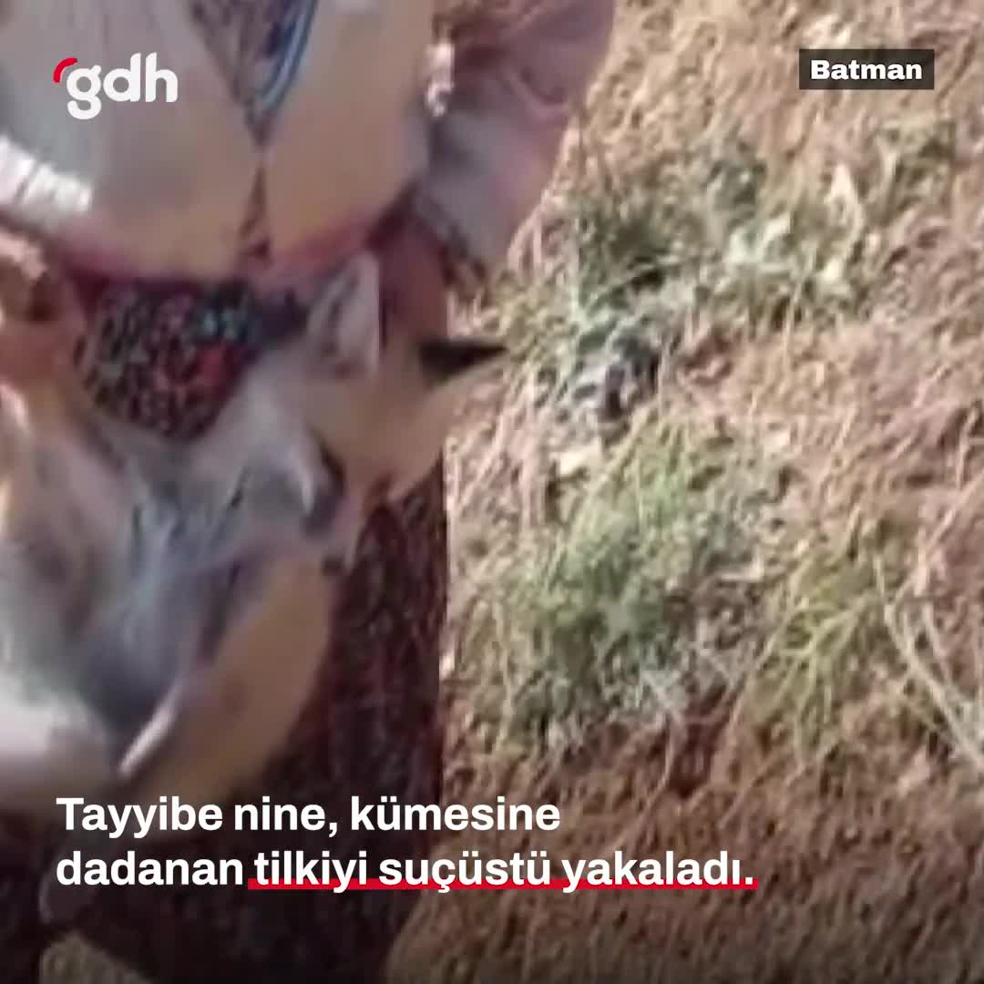 Tayyibe nine, tilkiyi tavukları yerken yakaladı ve saldı