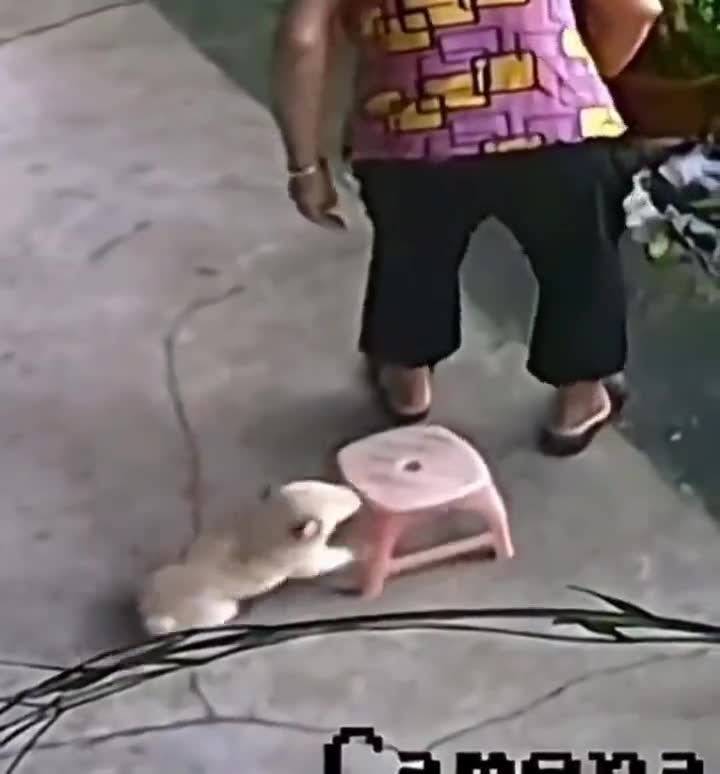 Vefalı bir dost