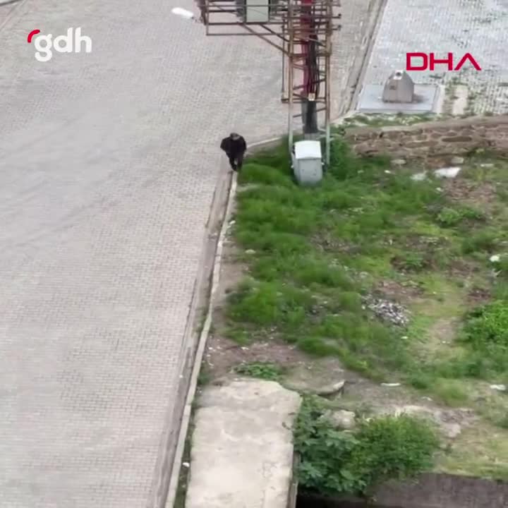 Trabzon'da yavru kediyi ezip fırlatan şahıs tutuklandı