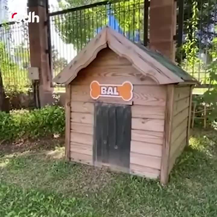 CHP Genel Merkez, Balıkesir'den "Bal" isimli köpeği sahiplendi
