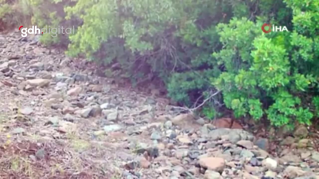 Marmaris Bördübet'te bozayı fotokapanla görüntülendi