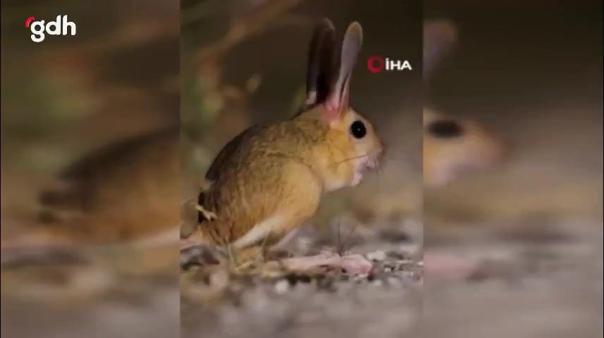 Arap tavşanı Sivas'ta nesli tükenme tehlikesiyle görüntülendi