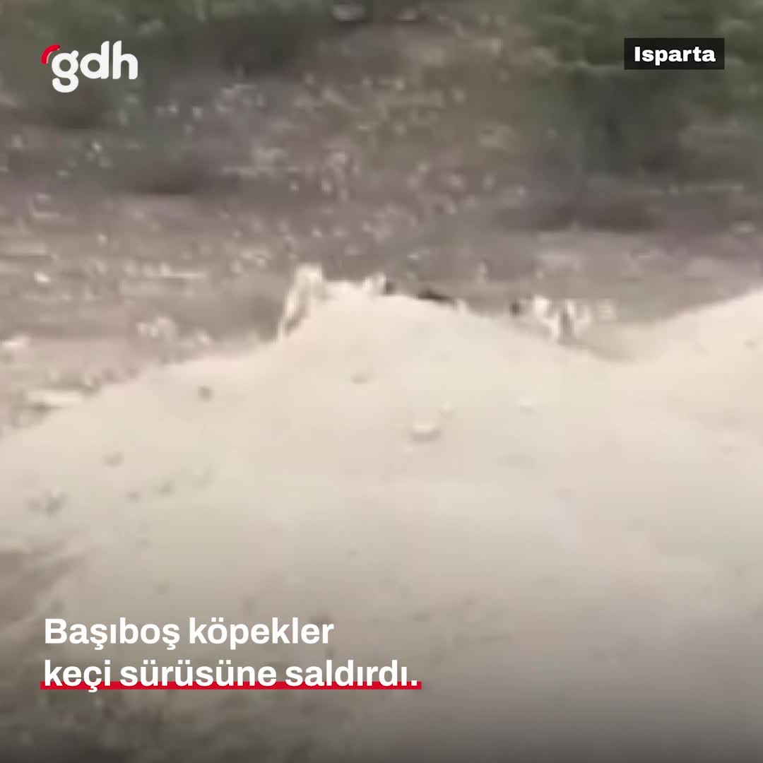 Isparta'da köpekler, keçi sürüsüne saldırdı