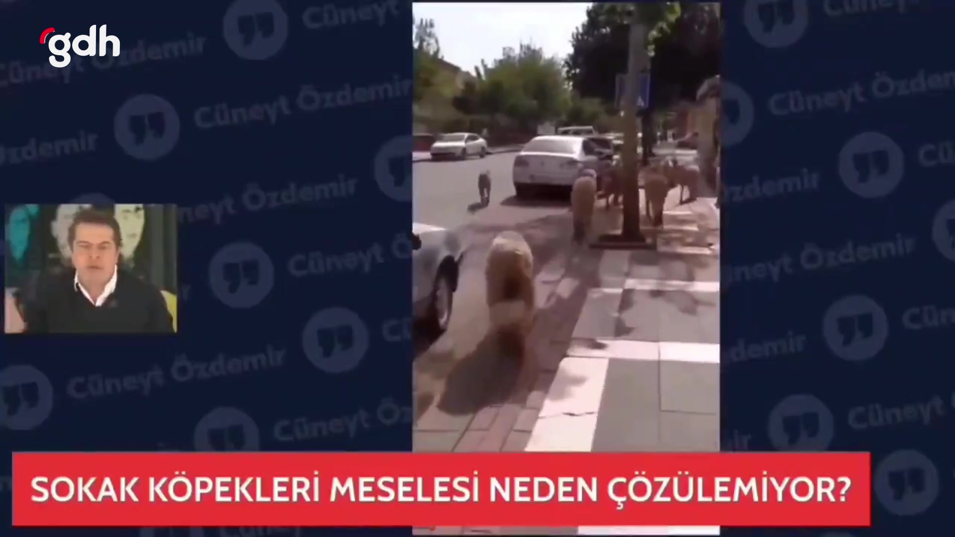 Cüneyt Özdemir: Kapımda köpek besleyen kadına tepki gösterdim