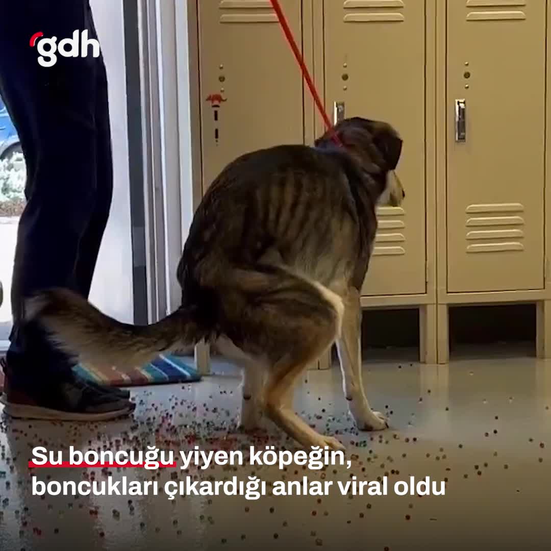 Su boncuğu yiyen köpeğin viral anları sosyal medyada!