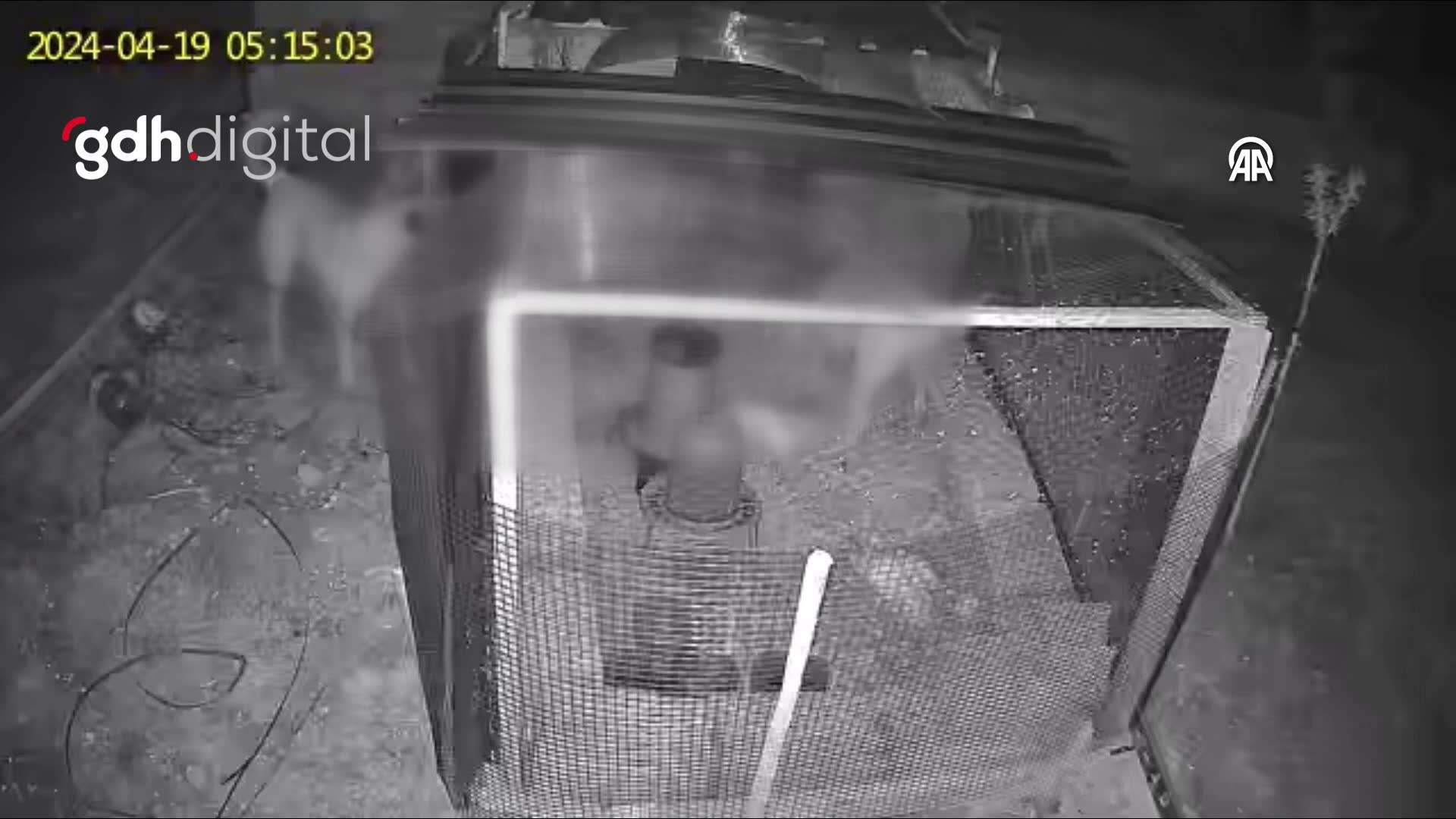 Nevşehir'de başıboş köpekler 17 tavuğu telef etti