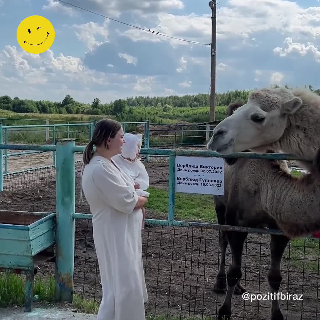 Rusya'da yiyecek verilmeyen deve, intikamını tükürdü
