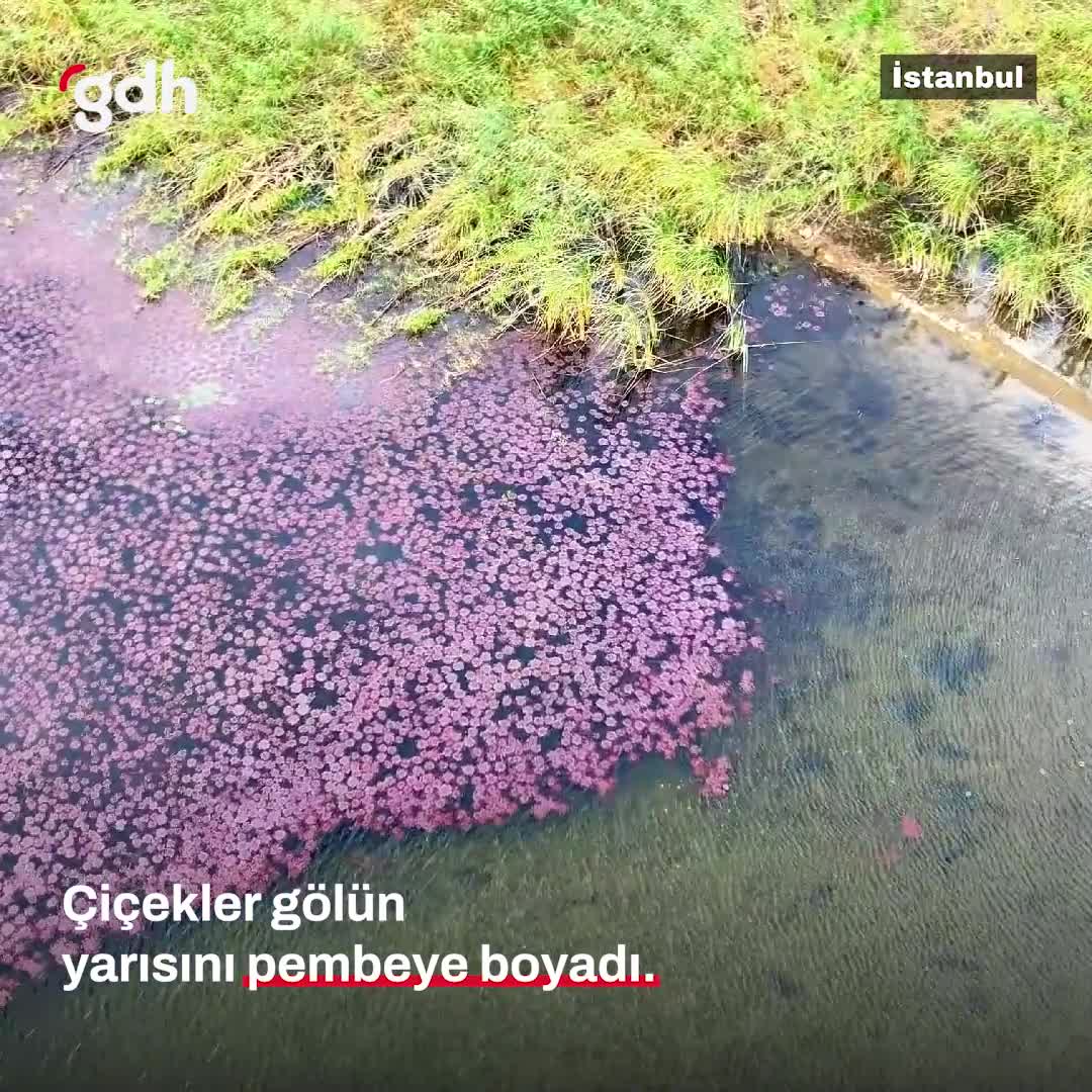 Terkos Gölü kıyısındaki çiçekler gölü pembeye boyadı