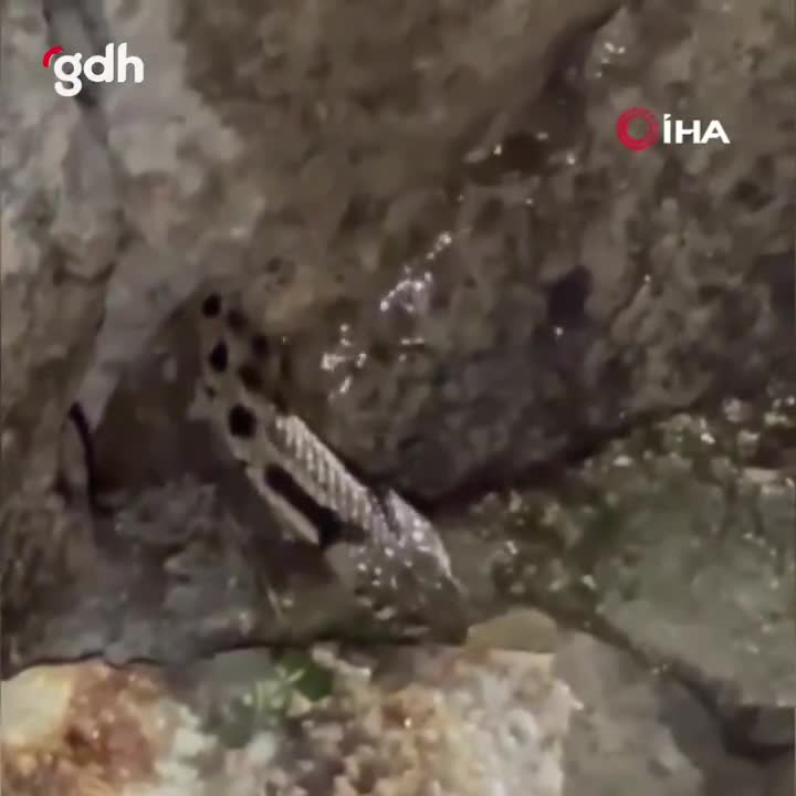 Yılanın kurbağa avına terlikli müdahale ve ikramlar!