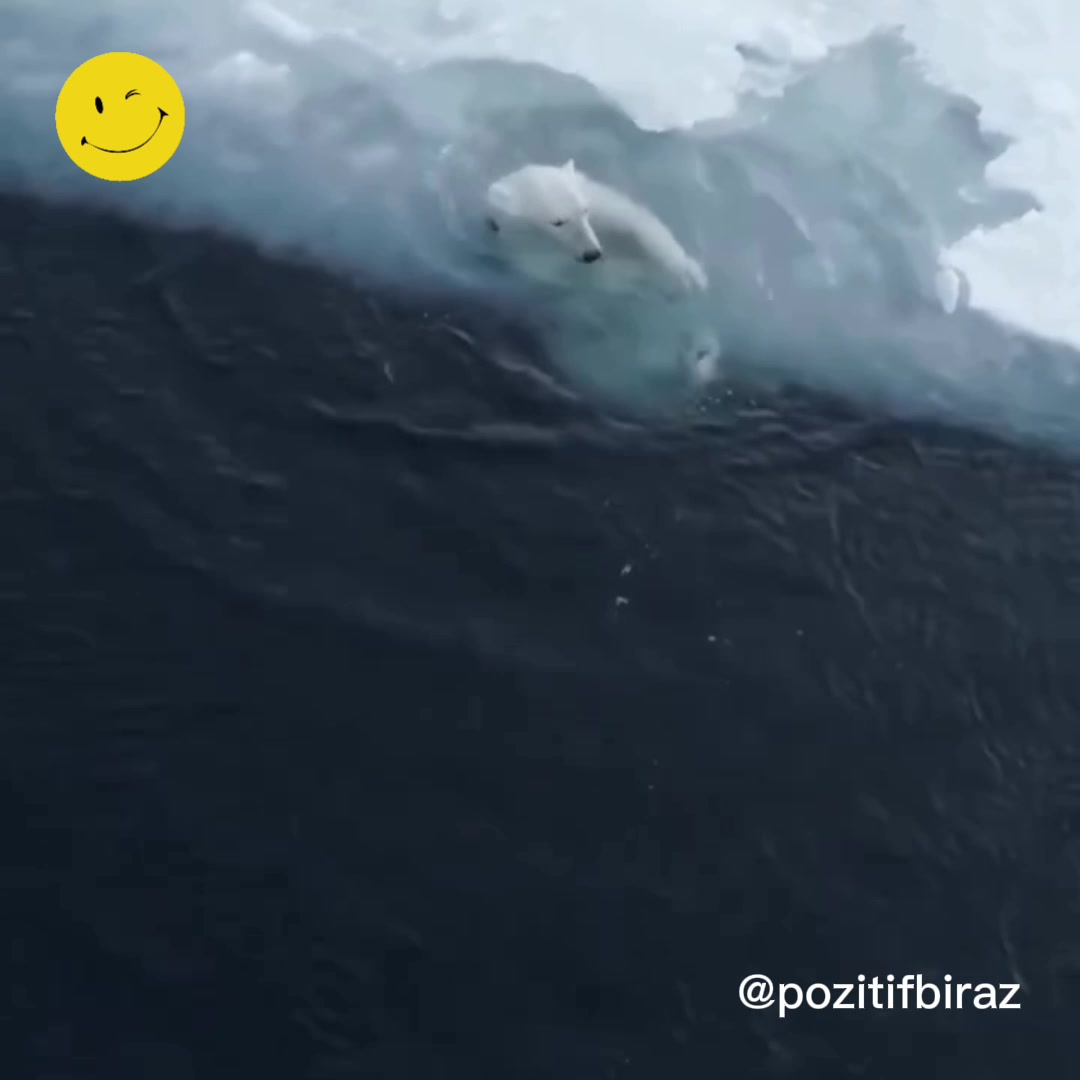 Suda eğlenen kutup ayısının eğlenceli videosu. 🐻‍❄️