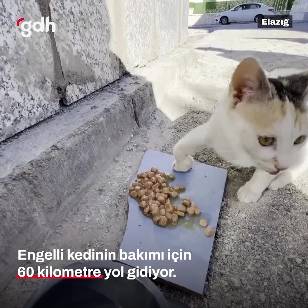 Engelli kediyi besleyen duyarlı vatandaş 60 km yol gidiyor