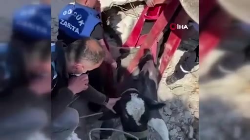 Hatay'da depremin 17. gününde 1 inek, 2 koyun kurtarıldı