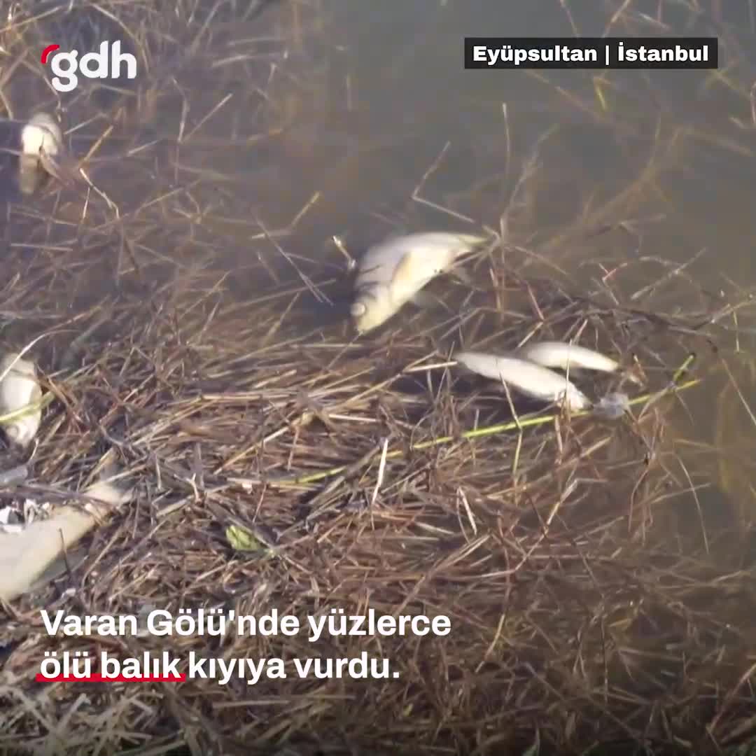 Eyüpsultan Varan Gölü'nde ölü balıklar kıyıya vurdu