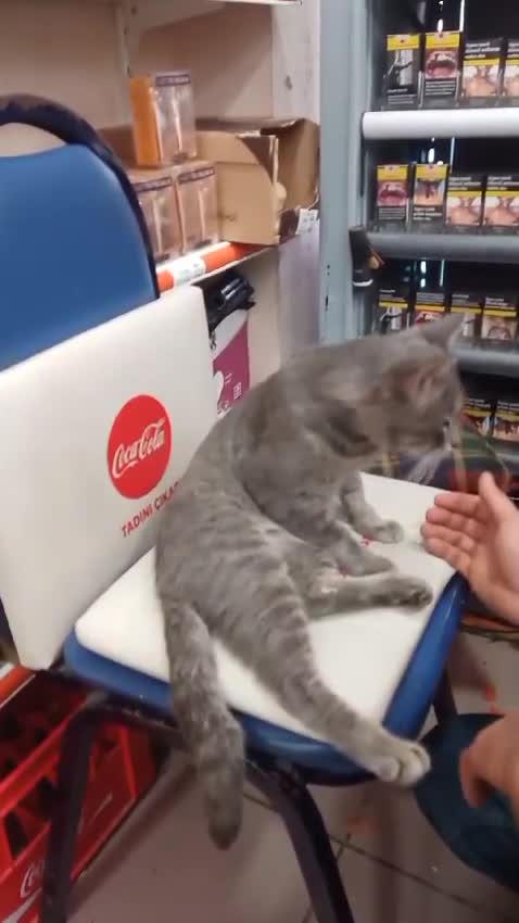 Rize’de 1 kiloya yakın balı yiyen kedi fenalaştı
