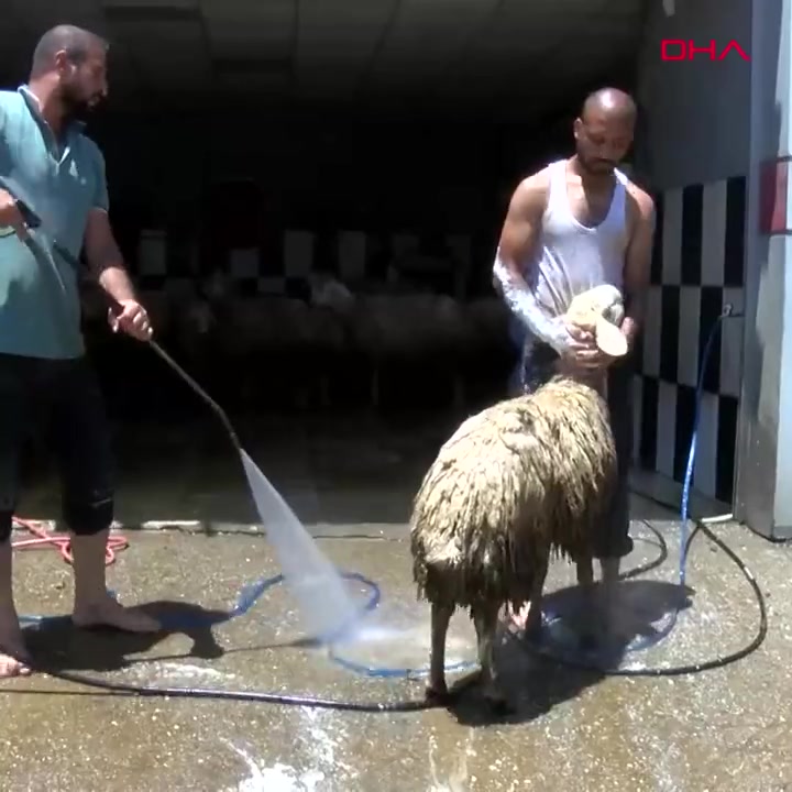 Adana'da oto yıkamada kurbanlık koyunlar temizlendi