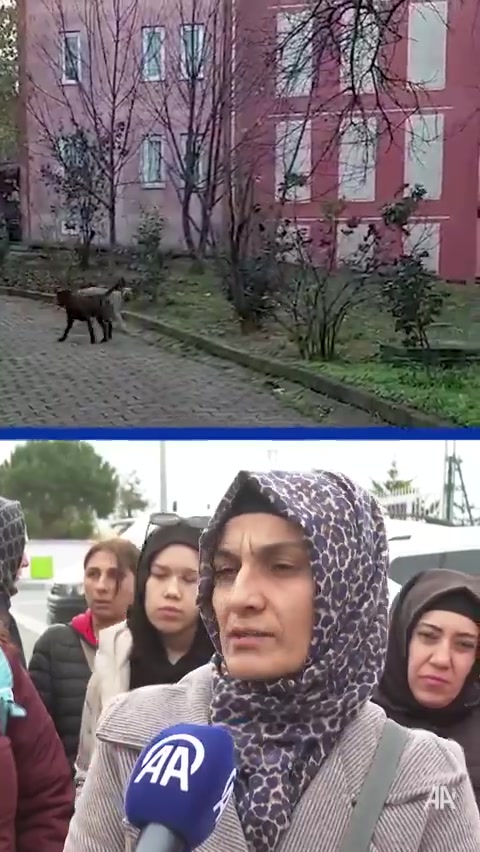 Arnavutköy'de vatandaşlar başıboş köpek saldırılarına çözüm istiyor