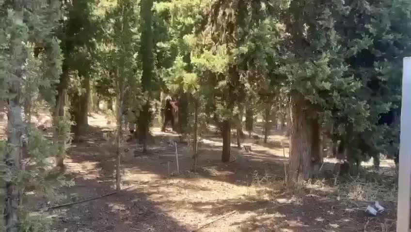 Harediler, Tel Hashomer üssünü zorunlu askerlik için bastı