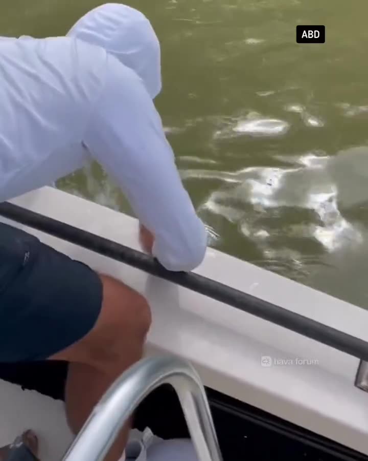 Balıkçının köpekbalığı saldırısına uğradığı anlar