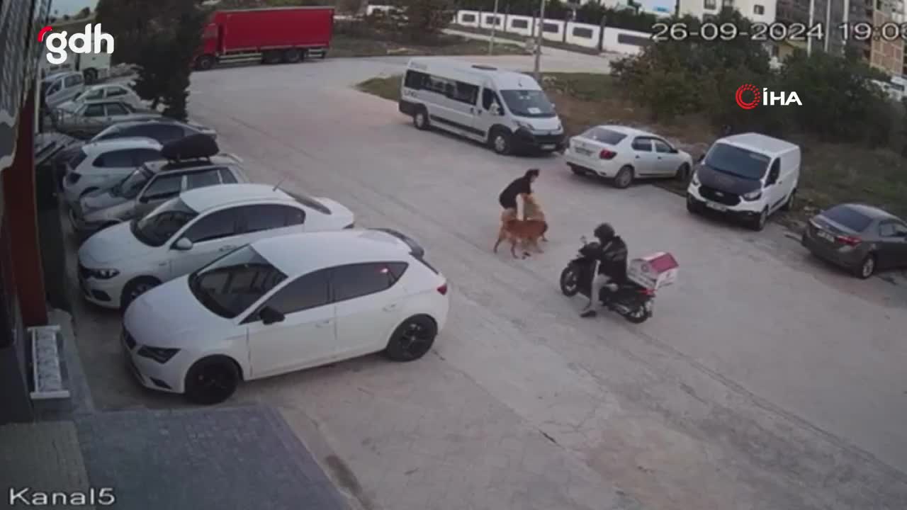Tekirdağ'da köpeğini gezdiren kadın, başıboş köpeğin saldırısına uğradı