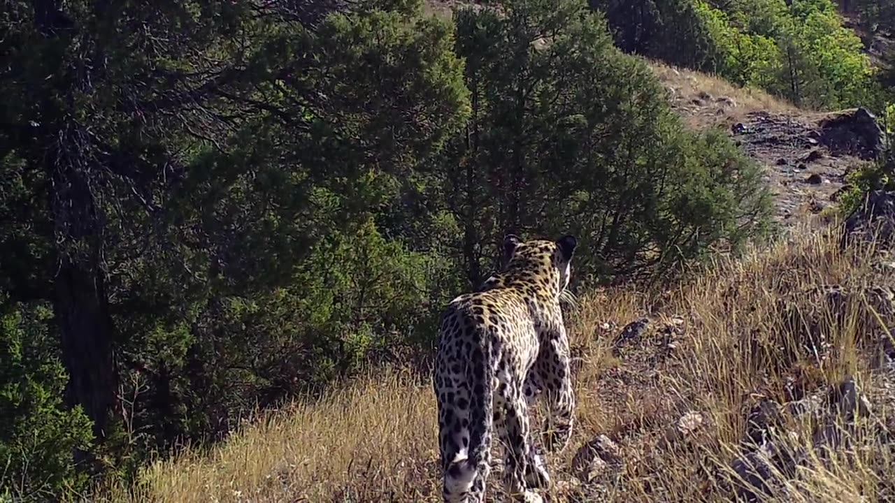 Anadolu Leoparı'nın görüntülenmesi ve neslinin korunması