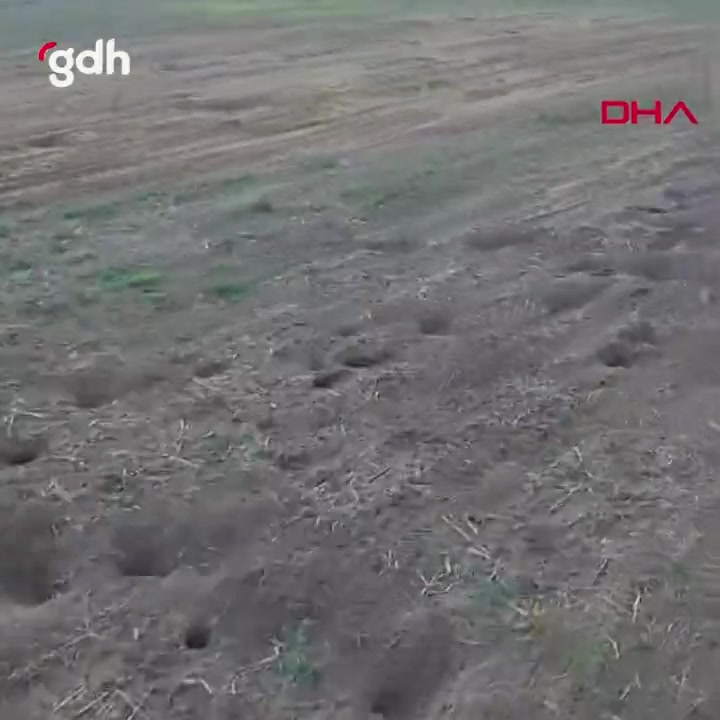 Isparta'da fareler arpa tarlasını mahvetti, üretici isyan etti!