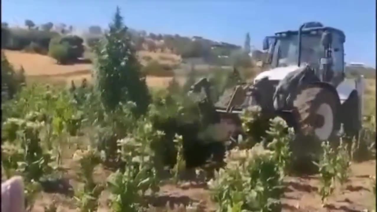 Diyarbakır'da 2 Ton Esrar ve 13 Milyon Kök Kenevir Ele Geçirildi