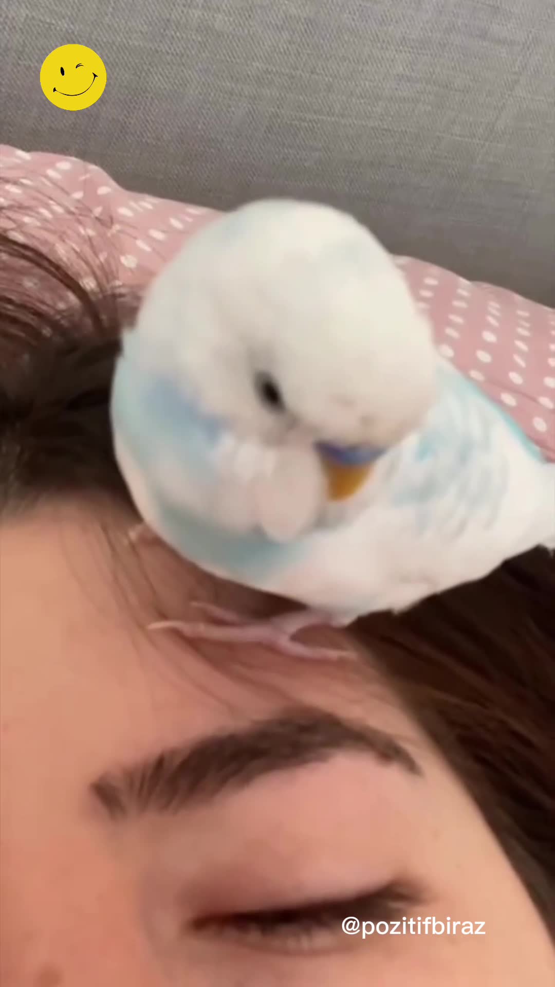 Kafeste yatmak istemeyen muhabbet kuşu!