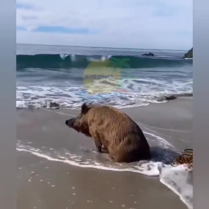 Kaş'ta sahile inen domuzun ufuklara dalışı anları