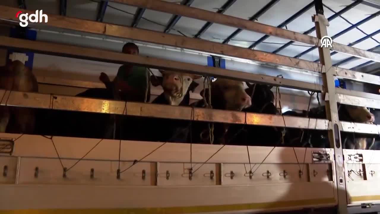 İstanbul'a Kurbanlık Hayvan Girişi Başladı