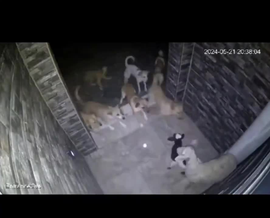 Köpeklerin yaşam hakkı mı kutsal? Başka hayvanlar?
