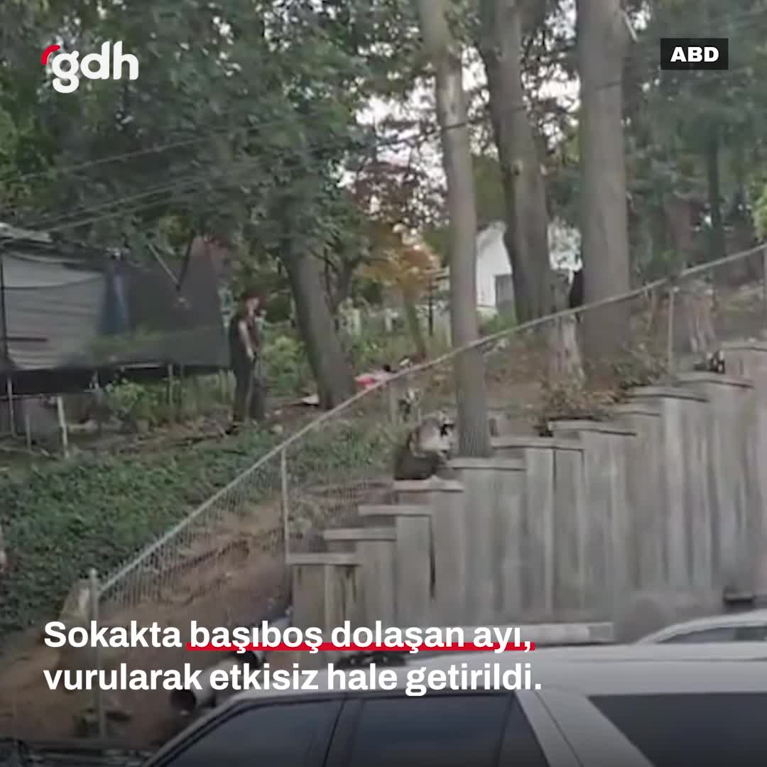 Sokakta dolaşan ayı, izleyenlere saldırdı; polis vurdu
