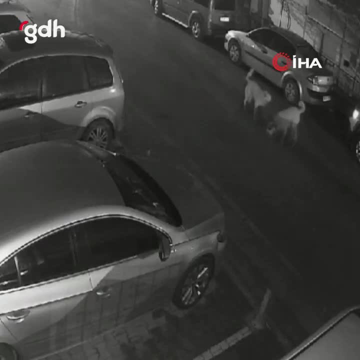 Eskişehir'de sokak köpekleri kediyi parçaladı