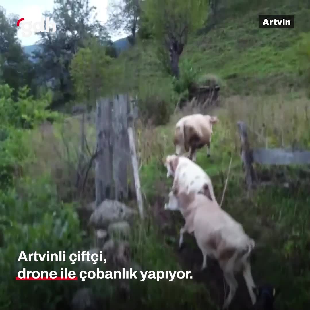 Artvin'deki Onur Ekin, drone ile ineklerine çobanlık yapıyor