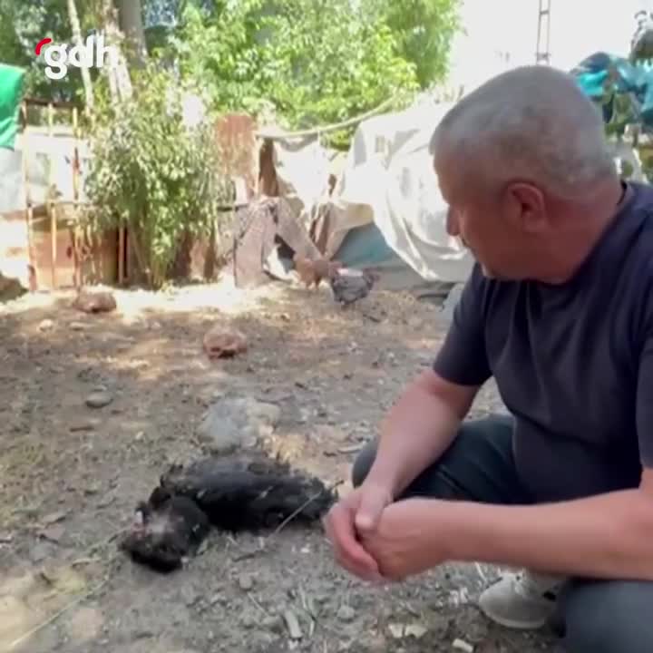 Hakkari'de başıboş köpekler 60 tavuğu telef etti