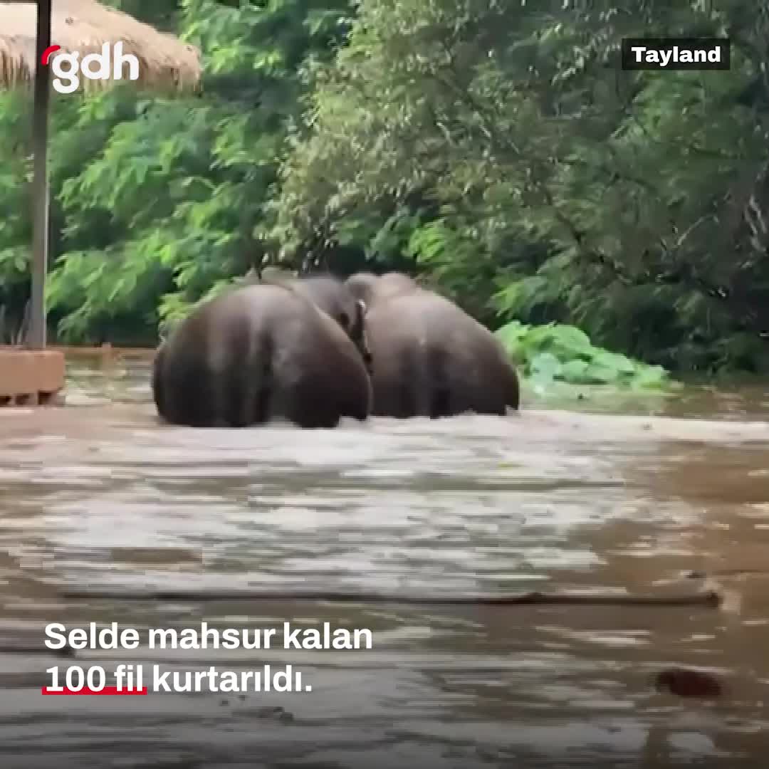Tayland'da selden kurtarılan 100 fil tabiat parkında