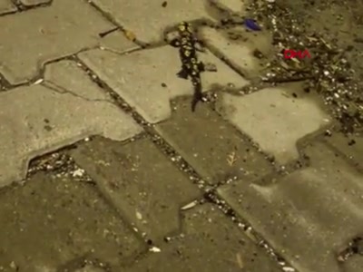 Pervari'de nesli tükenmekte olan sarı benekli semender görüntülendi