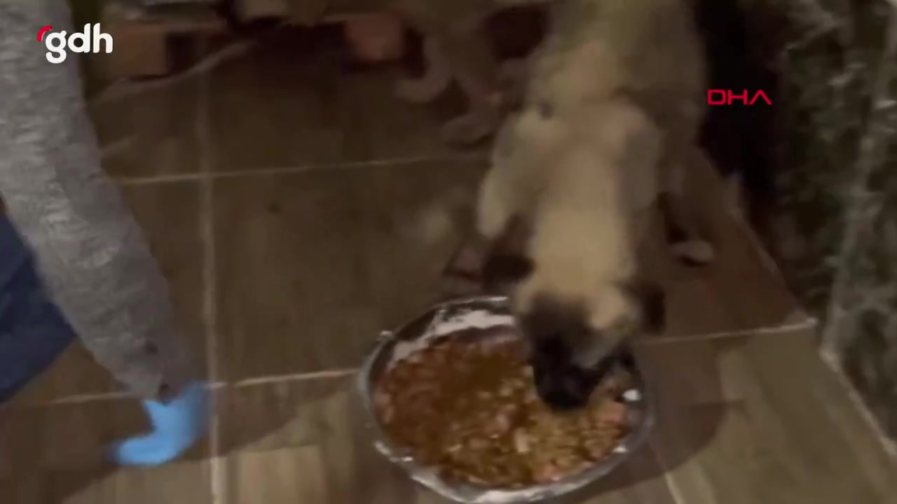 Erzurum'da zifte bulanmış 10 yavru köpek temizlendi