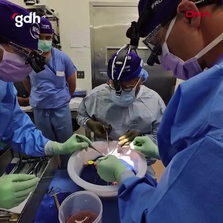 Bilim insanları, beyin ölümü olan kişiye genetiğiyle oynanmış domuz böbreği nakletti