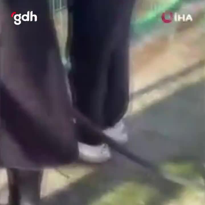Umurbey Rehabilitasyon Merkezi'nde köpekler çatıştı, soruşturma açıldı