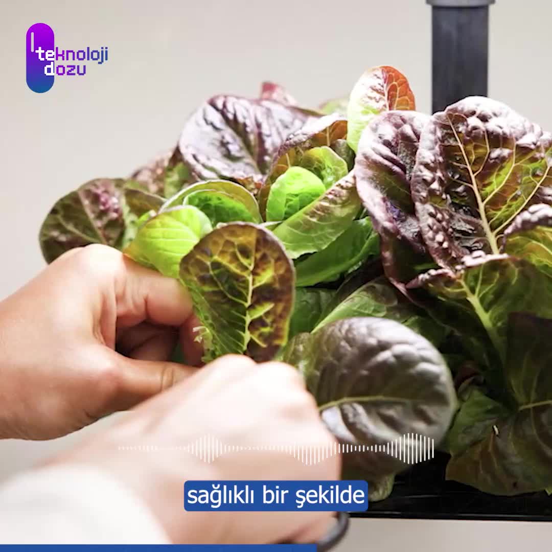 AeroGarden: Küçük Alanlarda Taze Bitkiler Yetiştirme Sistemi
