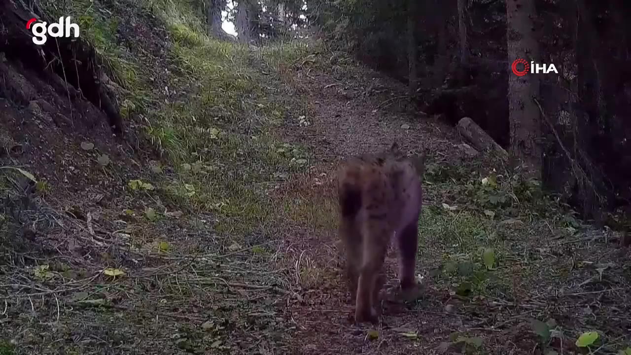 Ilgaz Dağı Milli Parkı'ndaki yaban hayatın görüntüleri paylaşıldı