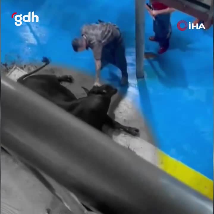 Amasya'da büyükbaş hayvana şiddet uygulayan 5 kişi gözaltında