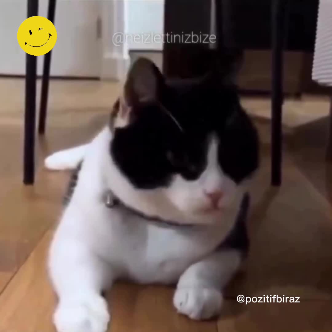 Lazer ışığını yediğini sanan kedi videosu viral oldu