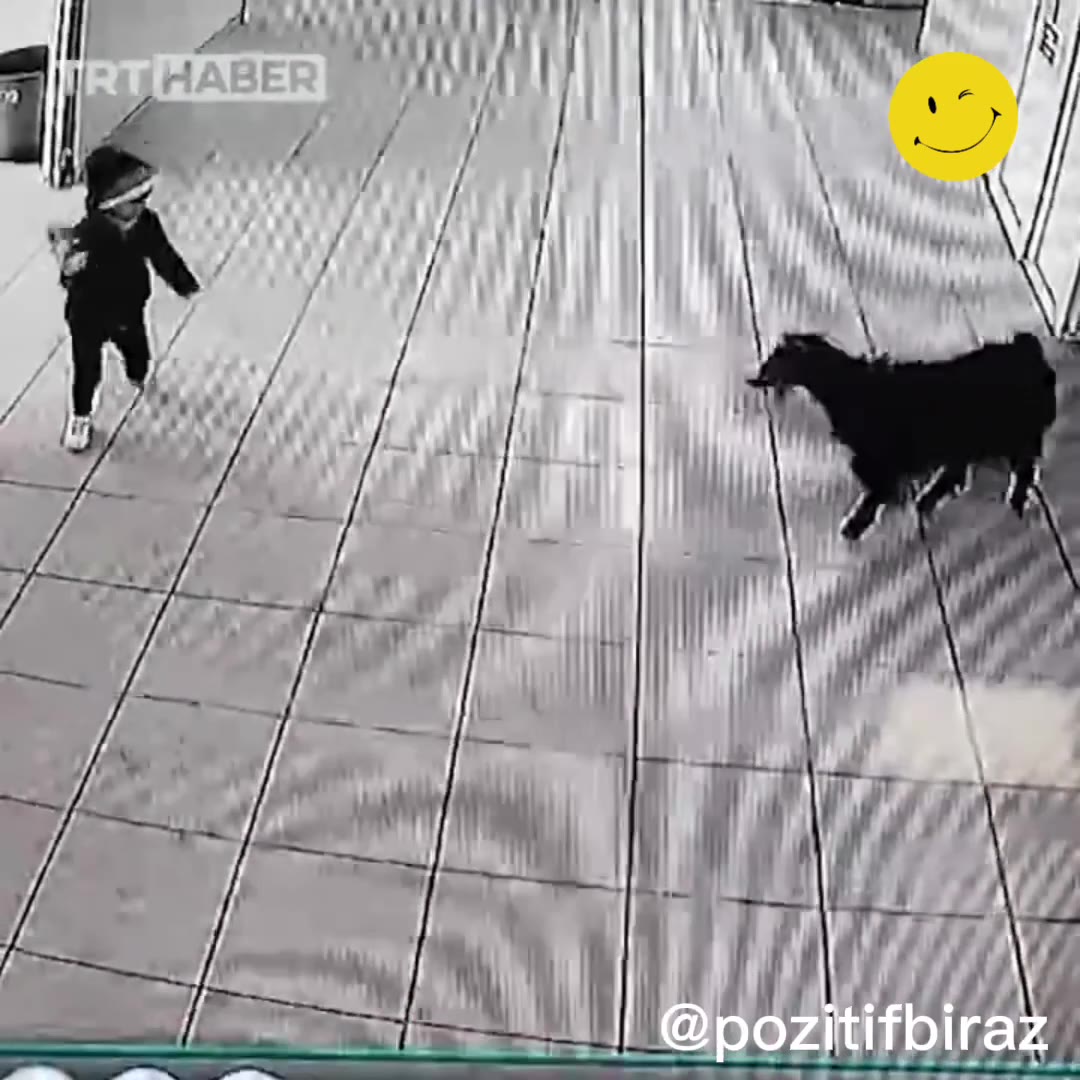 Şırnak'ta okula giren keçi sosyal medyada gündem oldu