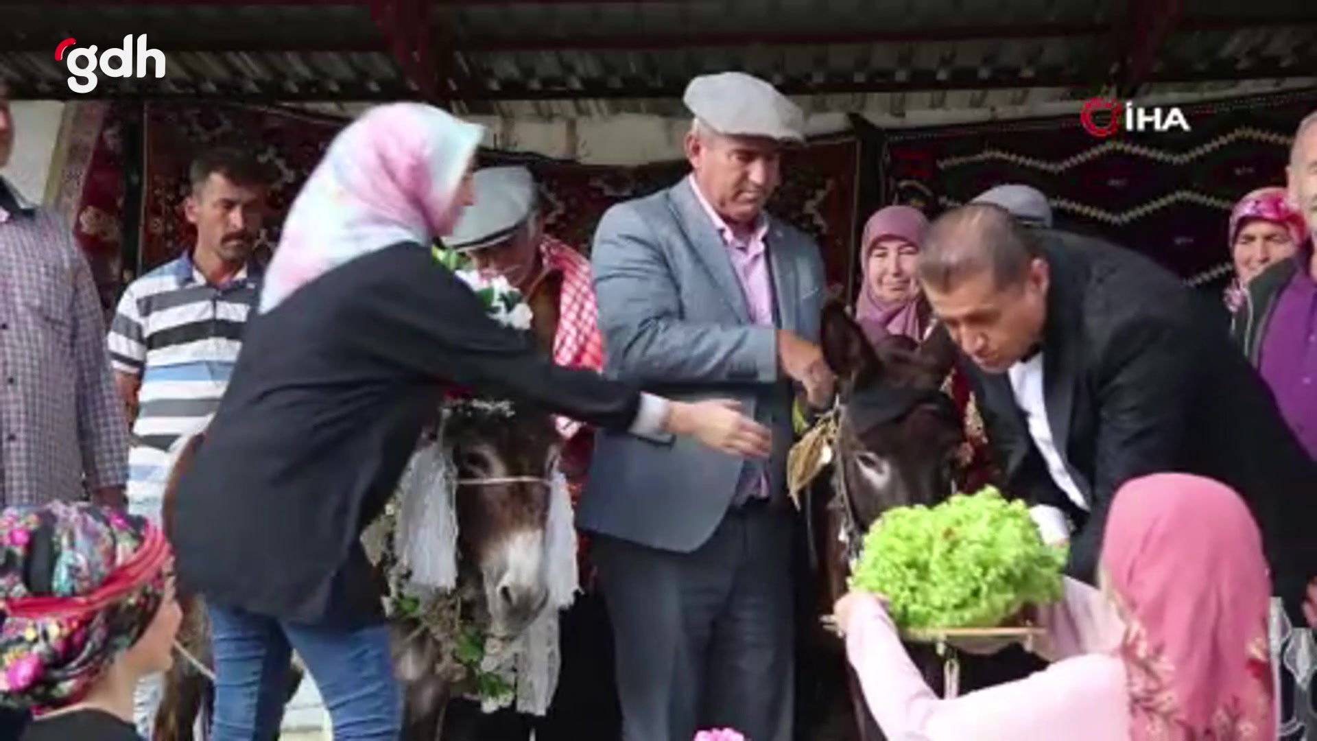Kumluca'da nesli tükenme tehlikesi olan eşekler için düğün yapıldı