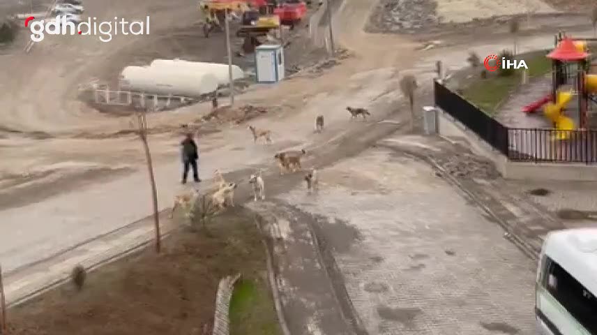 Yusufeli'nde başıboş köpeklerin saldırısına karşı sopa ile savunma