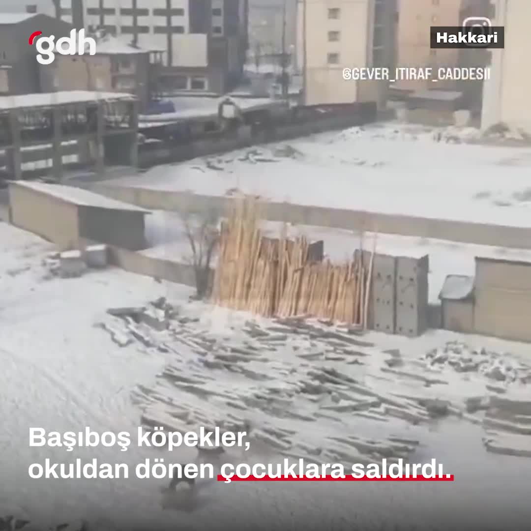 Hakkari'de başıboş köpeklerin saldırdığı çocuk görüntüleri kaydedildi