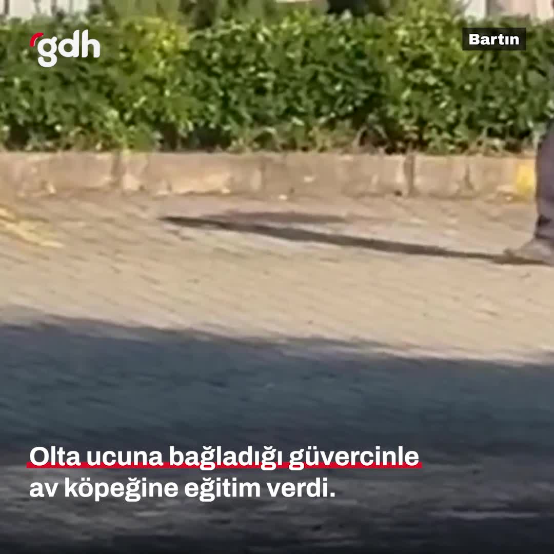Bartın'da canlı güvercinle köpek eğitimi: 10 bin TL ceza