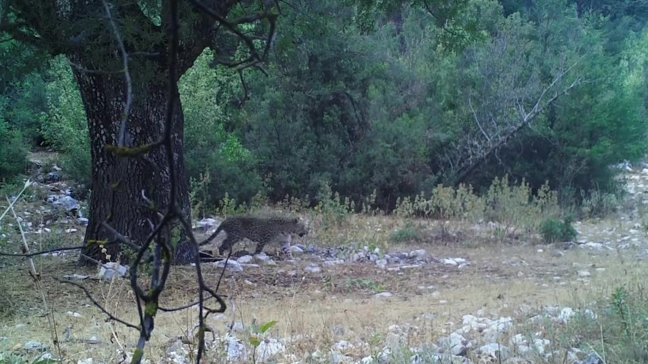 Anadolu Parsı fotokapan ile görüntülendi