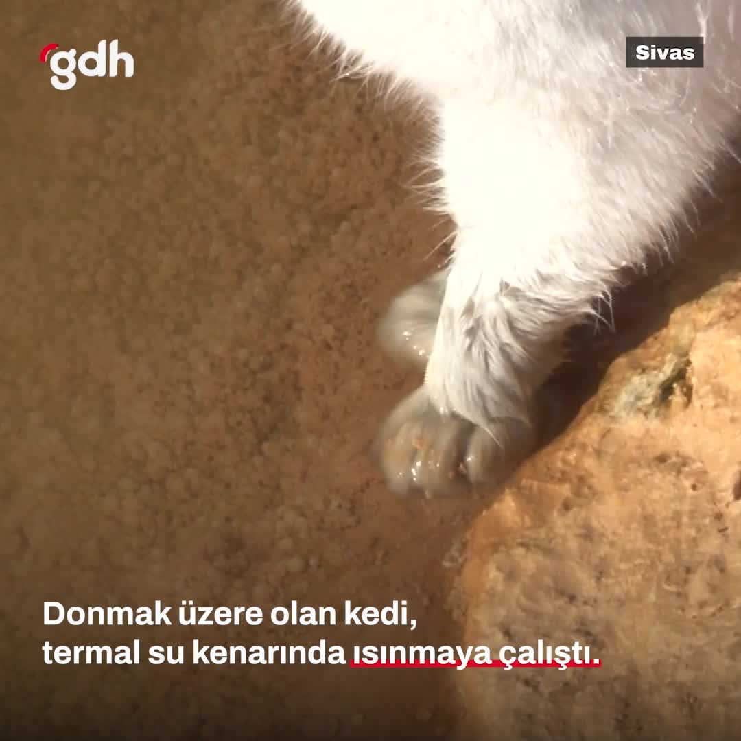 Sivas'ta donan kedi, termal su kenarında ısınmaya çalıştı